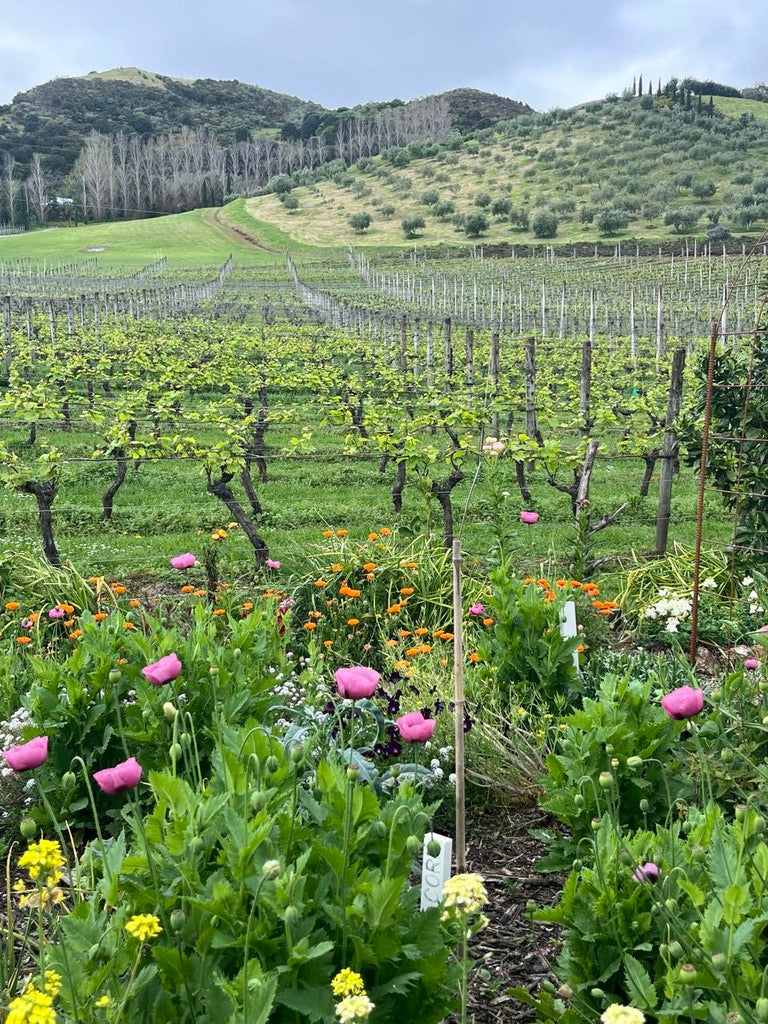 Poderi Crisi- Waiheke Island - Motu Tours