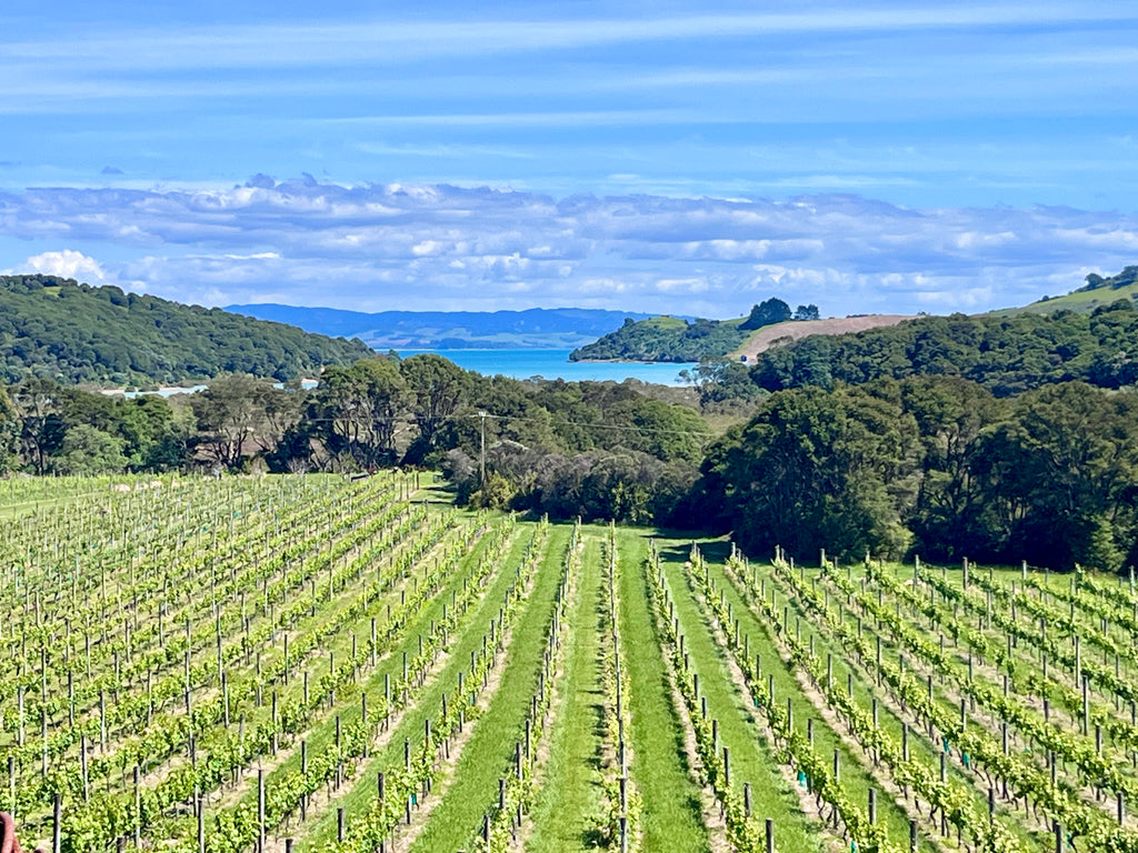 Passage Rock Winery Waiheke Island Motu Tours