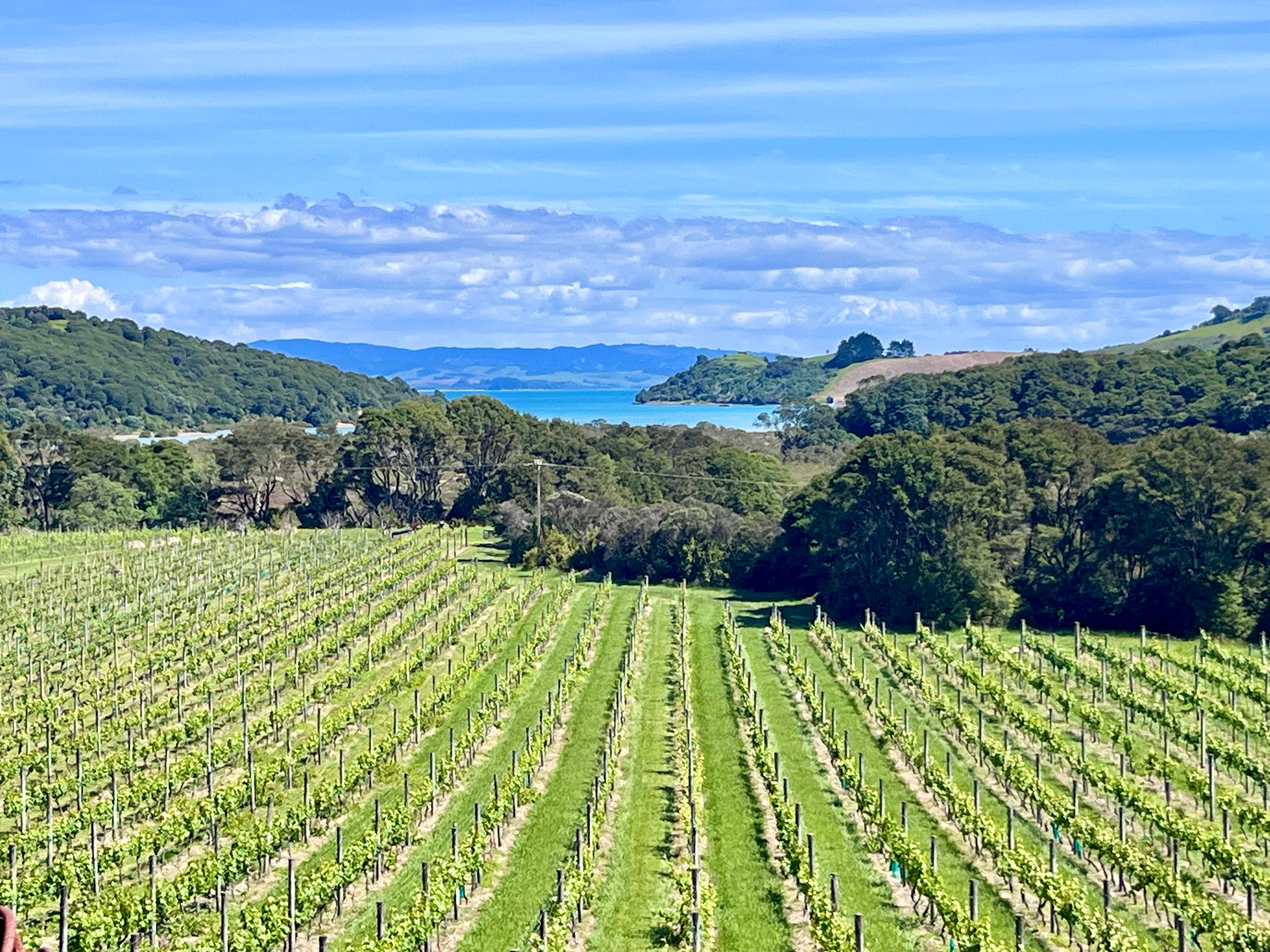 Passage Rock Winery Waiheke Island Motu Tours