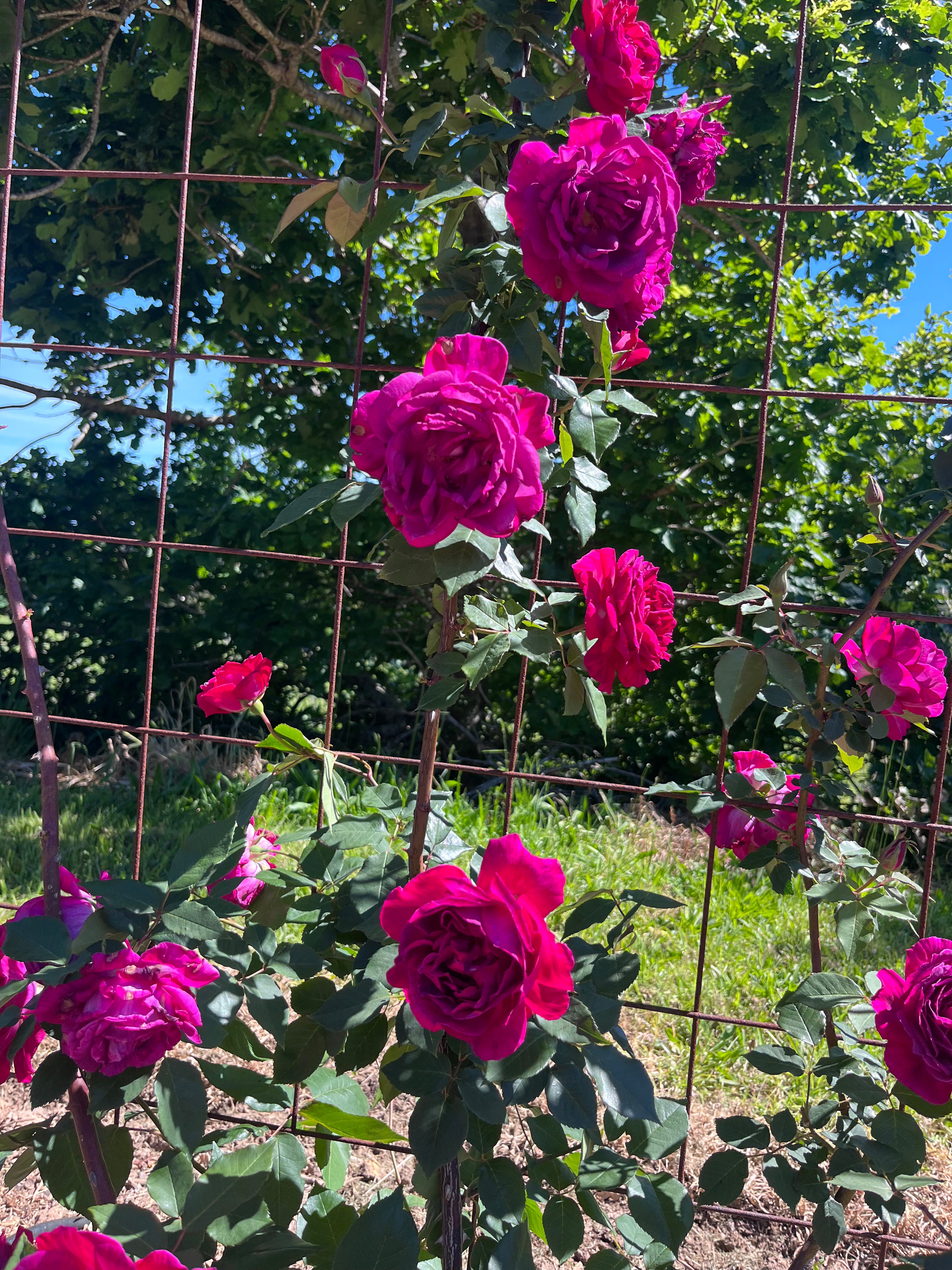 Vinyard Roses - Waiheke Island - Motu Tours