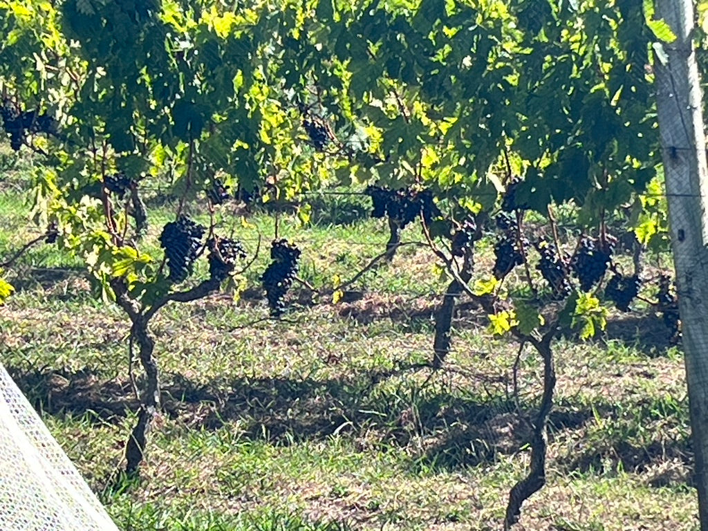 Private Full Day Wine and Food Tour (6 hours)