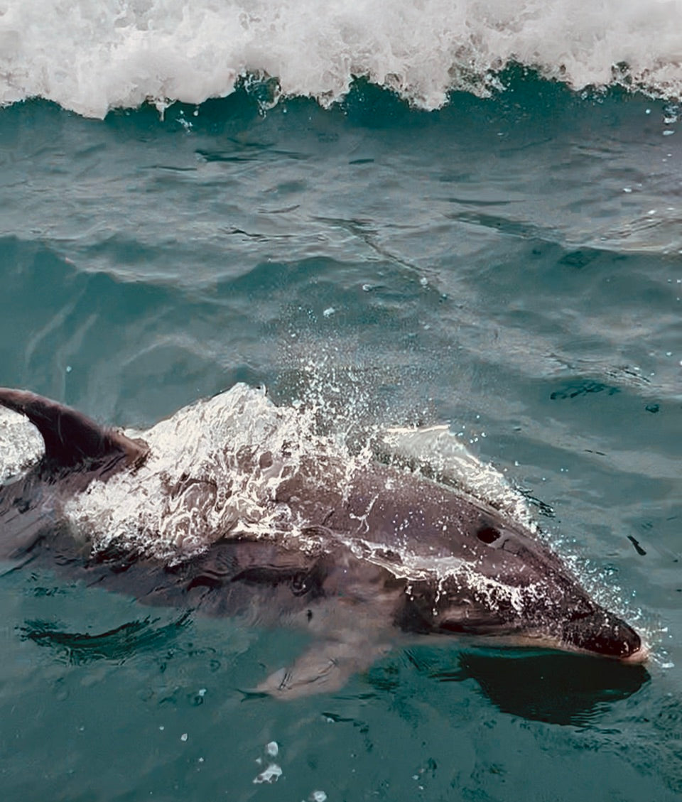 Private Full Day Freedom Tour - 6 hours